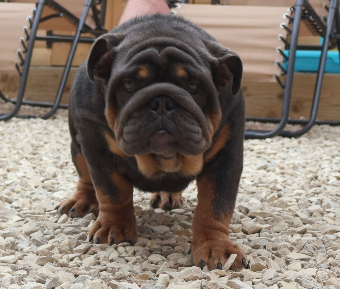 Icon - Champion British Bulldog Stud