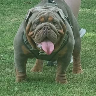 Champion British Bulldog